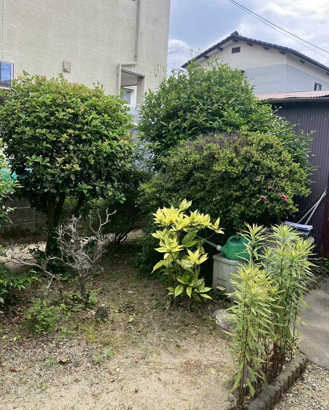 剪定の作業前の画像